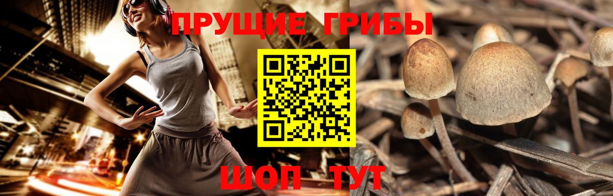 Галлюциногенные грибы Cubensis  цена   Шахты  Вход с VPN 